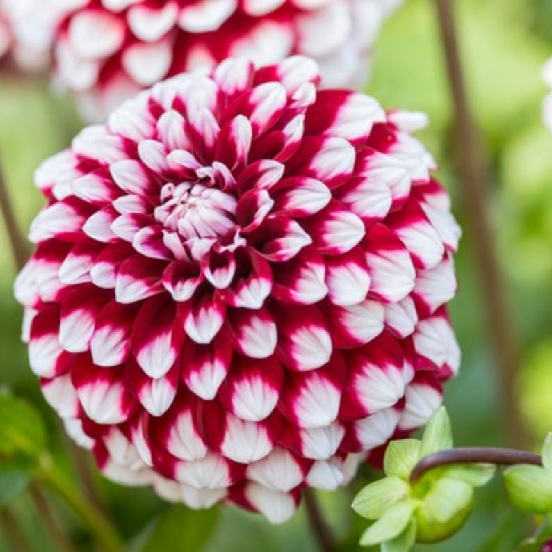 Checkers Dahlia Seeds Attracts Pollinators, Long Blooming Season, Vibrant Colors, Excellent Cut Flower, Plant in Spring image 6
