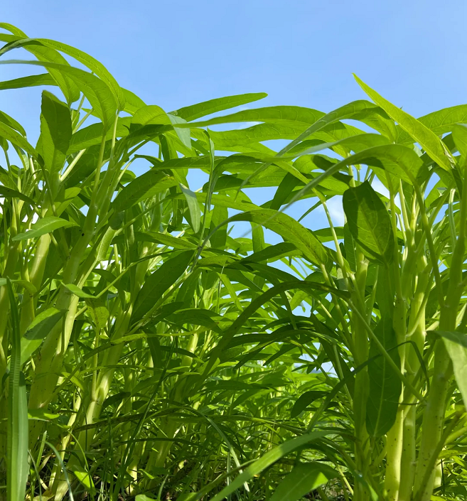 Three-Pronged Water Spinach Seeds
