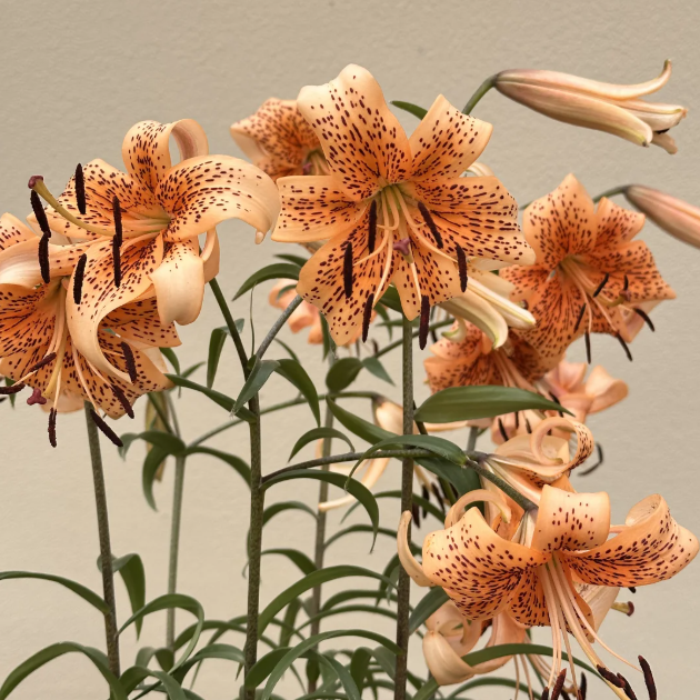 🌺Rare Tiger Lily Bulbs