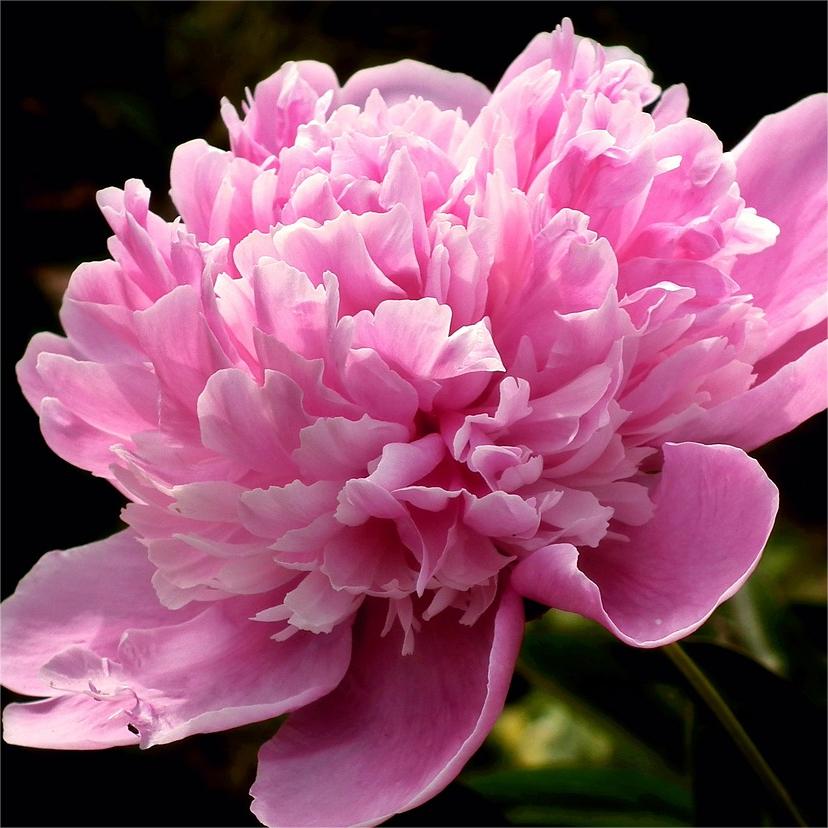 🌺Pfingstrose - Fee unter Blumen