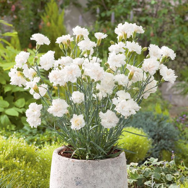 Flowers - Terra Viva Home & Garden