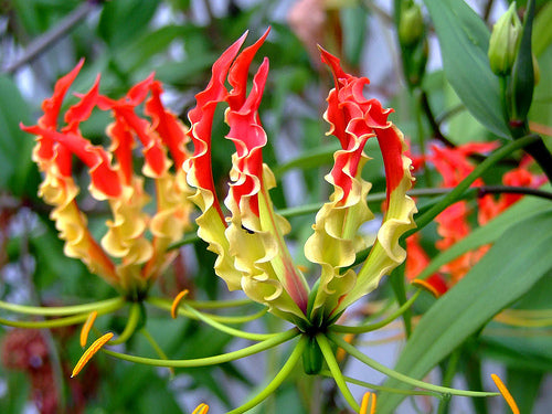 Gloriosa Superba Glory Vine 10 Seeds, Climbing Flame Lily Garden Flowe |  The Plant Attraction