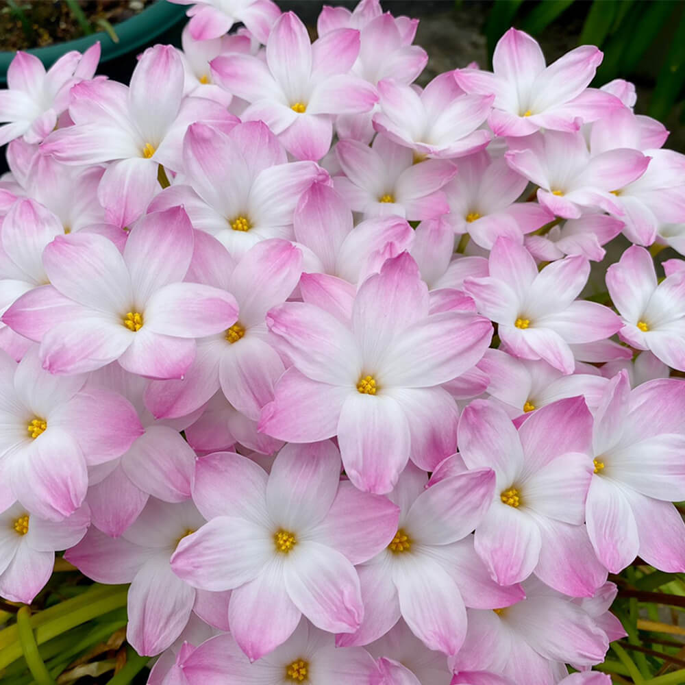 🌺Rainlily Zephyranthes Bulbs
