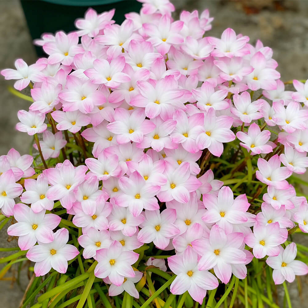 🌺Rainlily Zephyranthes Bulbs