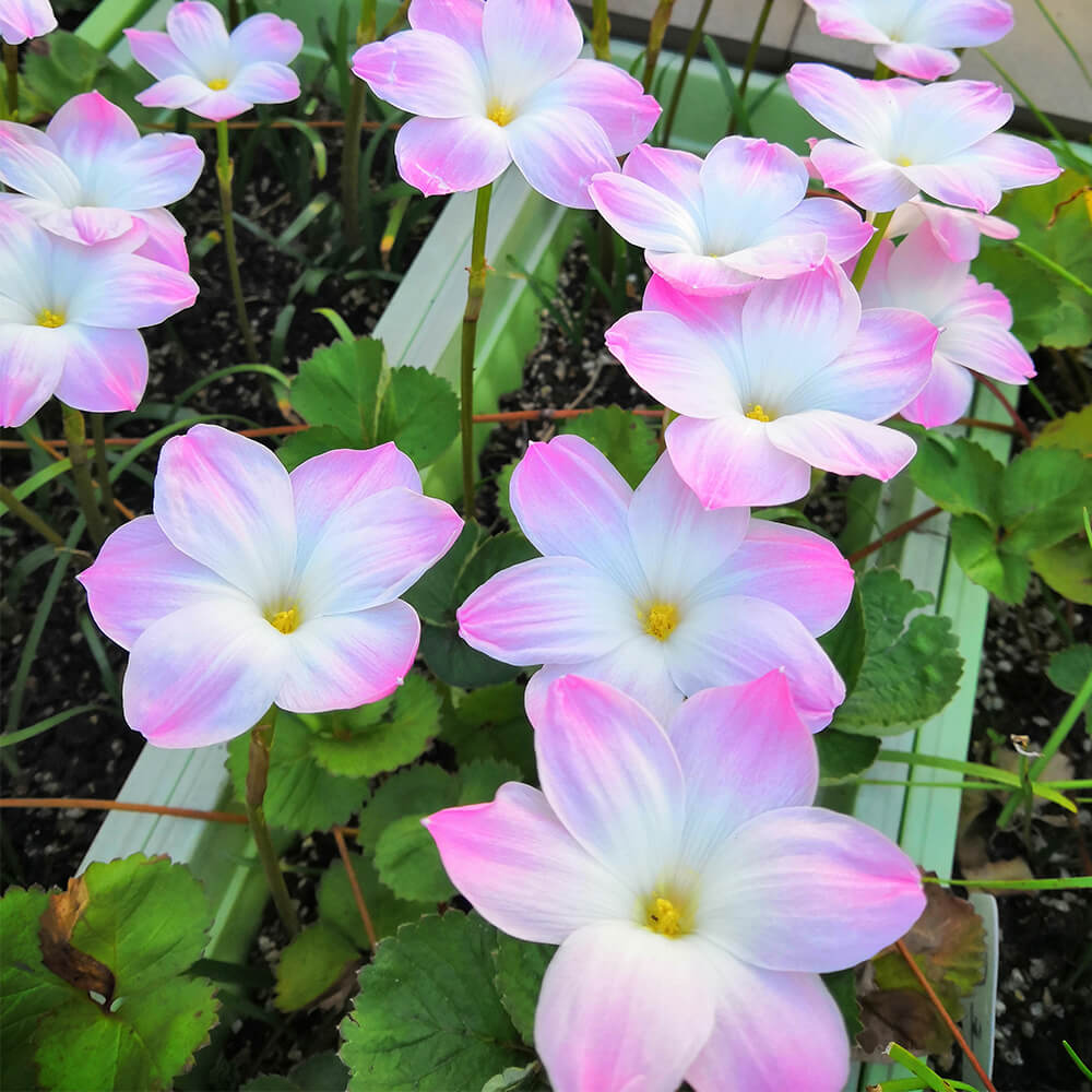 Z.Lily 派 雨百合