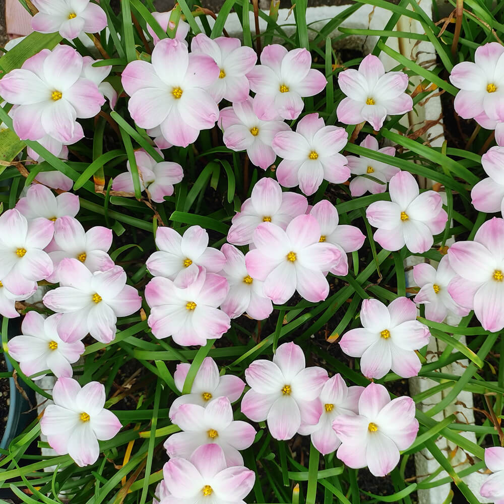 Hoa huệ mưa Z.Lily Pie Rain Lily - Vườn Hoa Việt