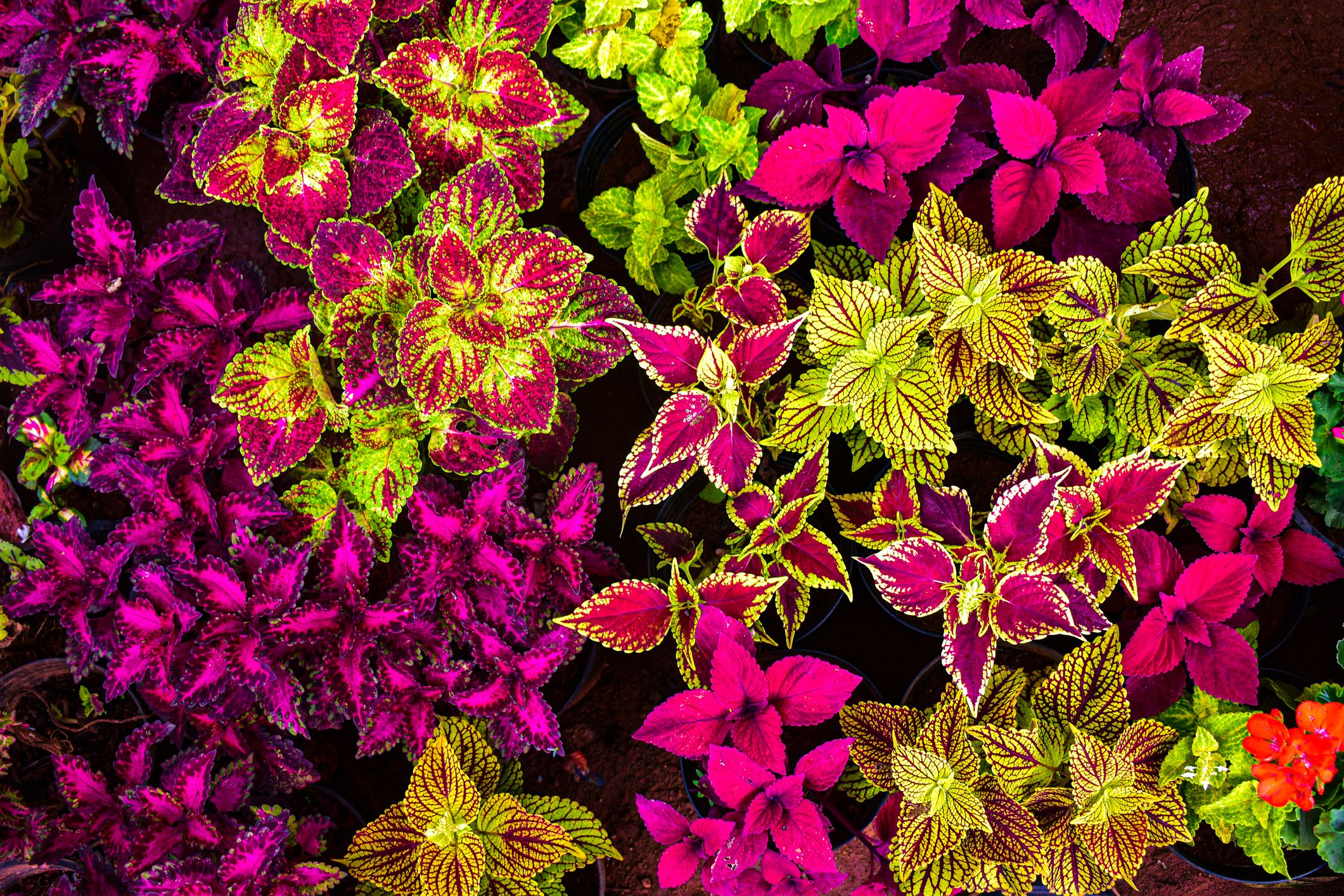 How to Grow and Care for Coleus