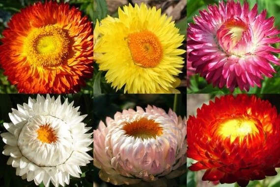 STRAWFLOWER EVERLASTING Mix Helichrysum Bracteatum Straw Flower Dried 15  Seeds - Etsy Ireland