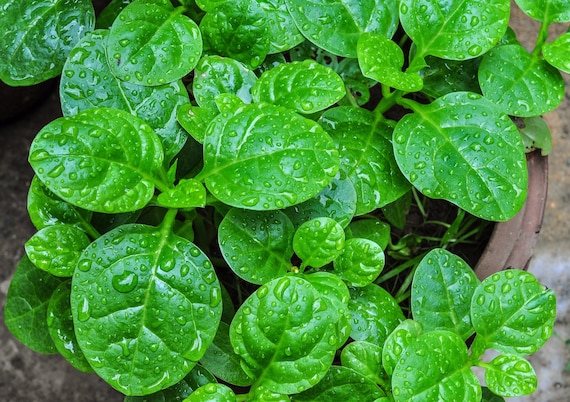 Organic Malabar Green Spinach Seeds, Mong Toi, Basella Alba, Ceylon Spinach  - Etsy Canada