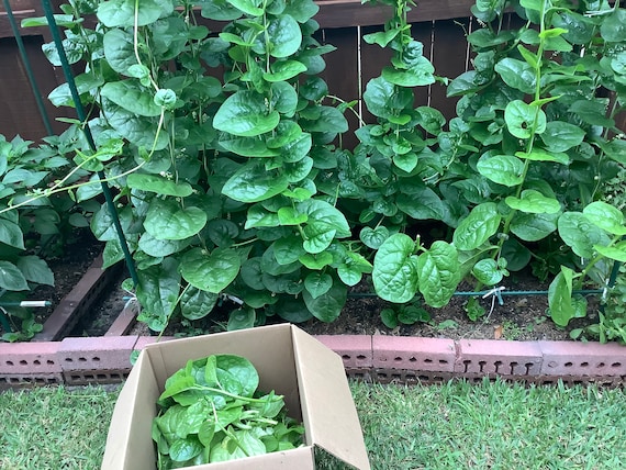 Malabar Spinach Seeds （木耳菜， 越南波菜）25 seeds each