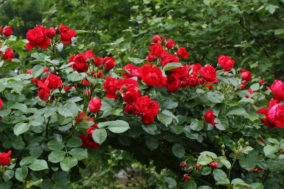 Florentina Climbing Rose Plant 1.5 Gallon Potted Non-stop Red Flowers Own  Root Great for Containers Ships Early Spring 2024 - Etsy