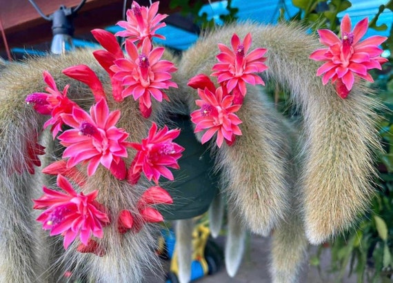 5 Rare Cleistocactus Colademononis Monkey Tail Cactus Measures Between  10-14 Long Rooted - Etsy