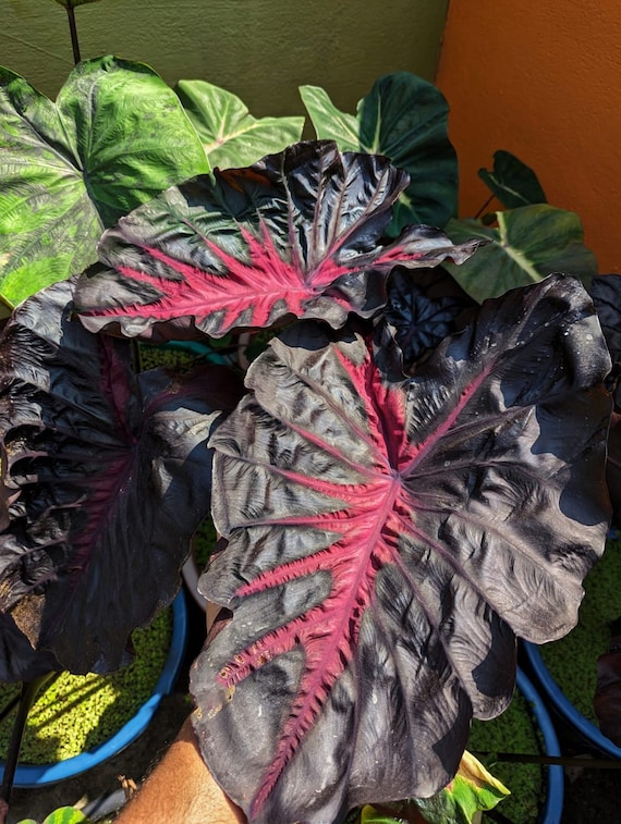 Live Colocasia redemption, Elephant Ears Super Rare Starter Plant - Etsy  Canada