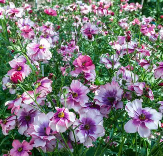 Multicolor Butterfly Ranunculus Seeds