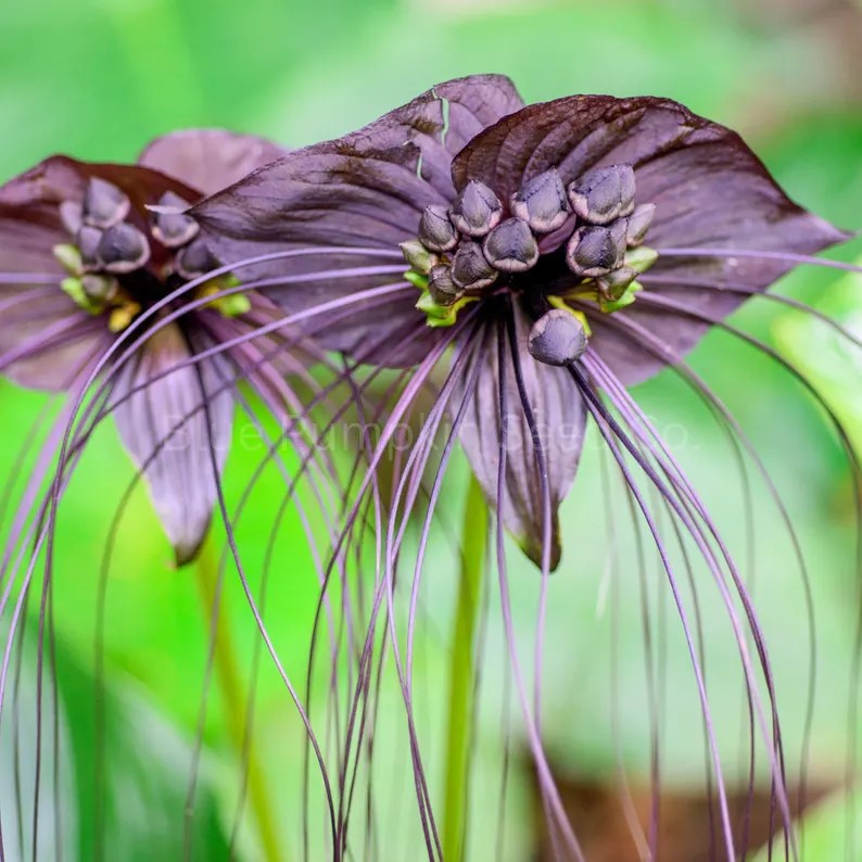 Black Bat Flower seeds