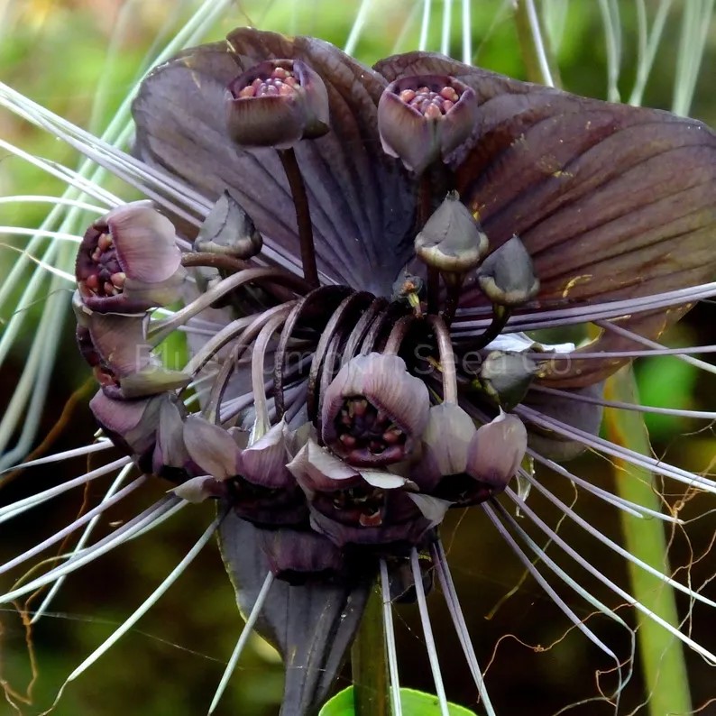 Black Bat Flower seeds