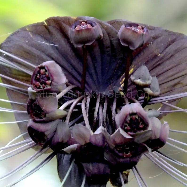 Black Bat Flower seeds