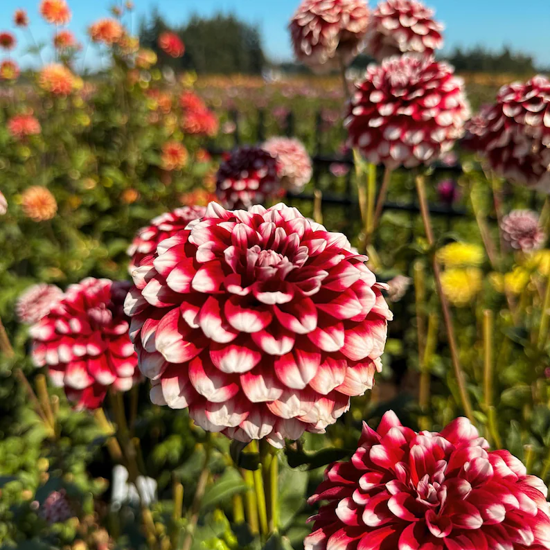 Checkers Dahlia Seeds