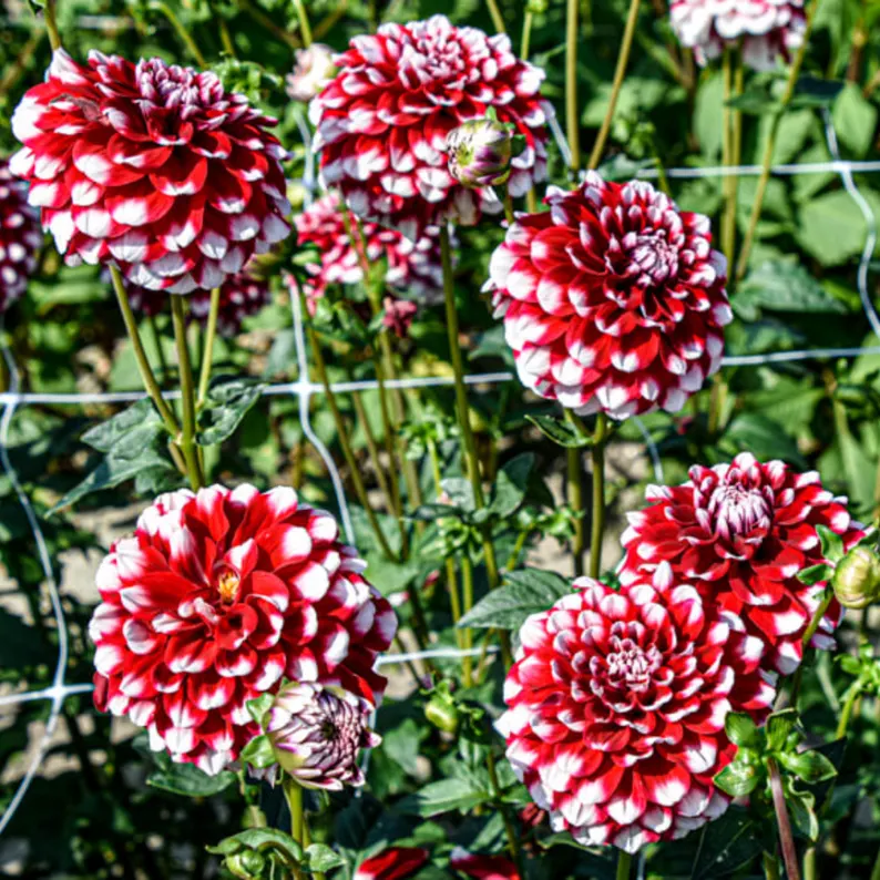 Checkers Dahlia Seeds
