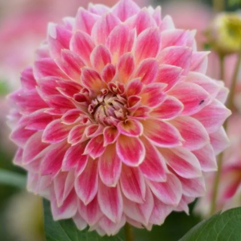 Temple Of Beauty Dahlia Seeds