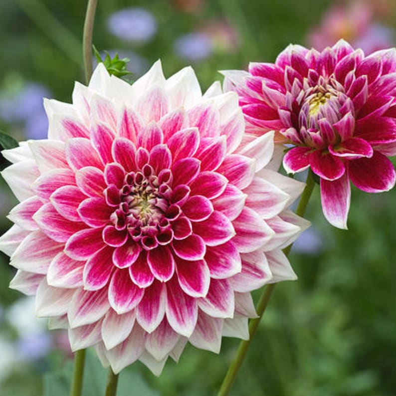 Temple Of Beauty Dahlia Seeds