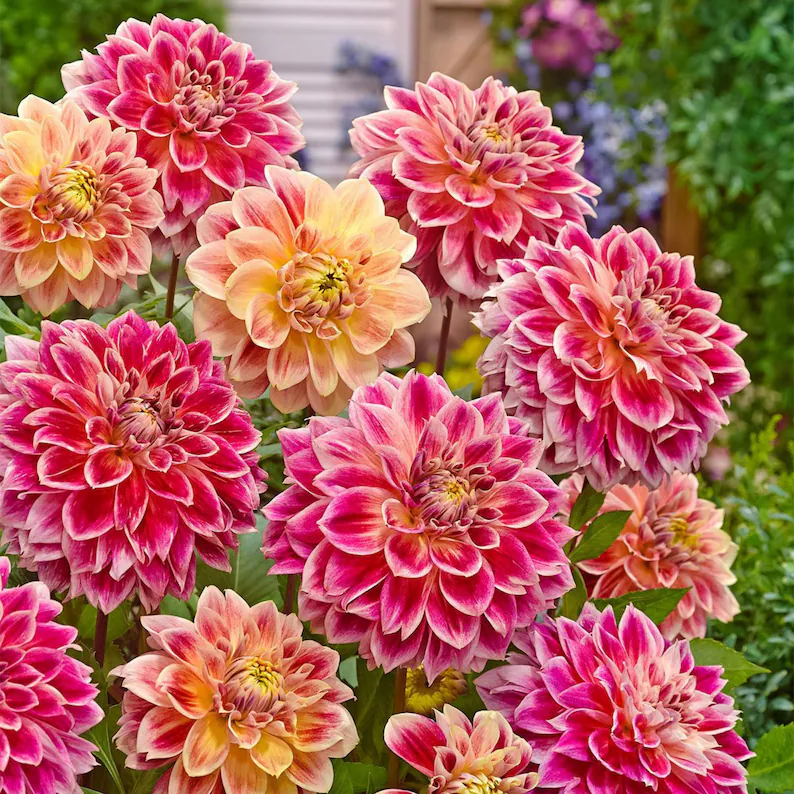 Temple Of Beauty Dahlia Seeds