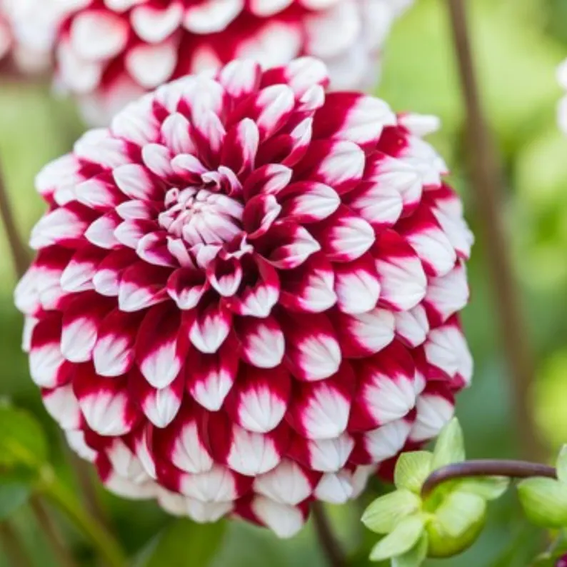 Checkers Dahlia Seeds