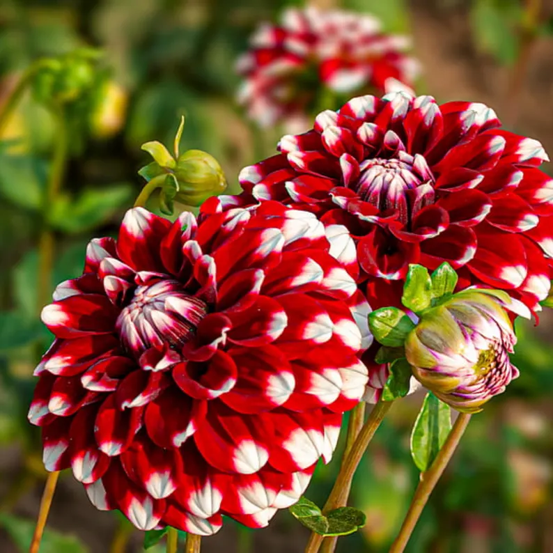 Checkers Dahlia Seeds