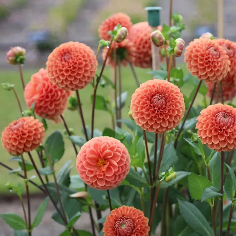 Cornell Bronze Dahlia Seeds