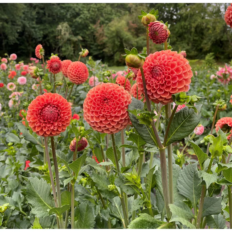 Cornell Bronze Dahlia Seeds