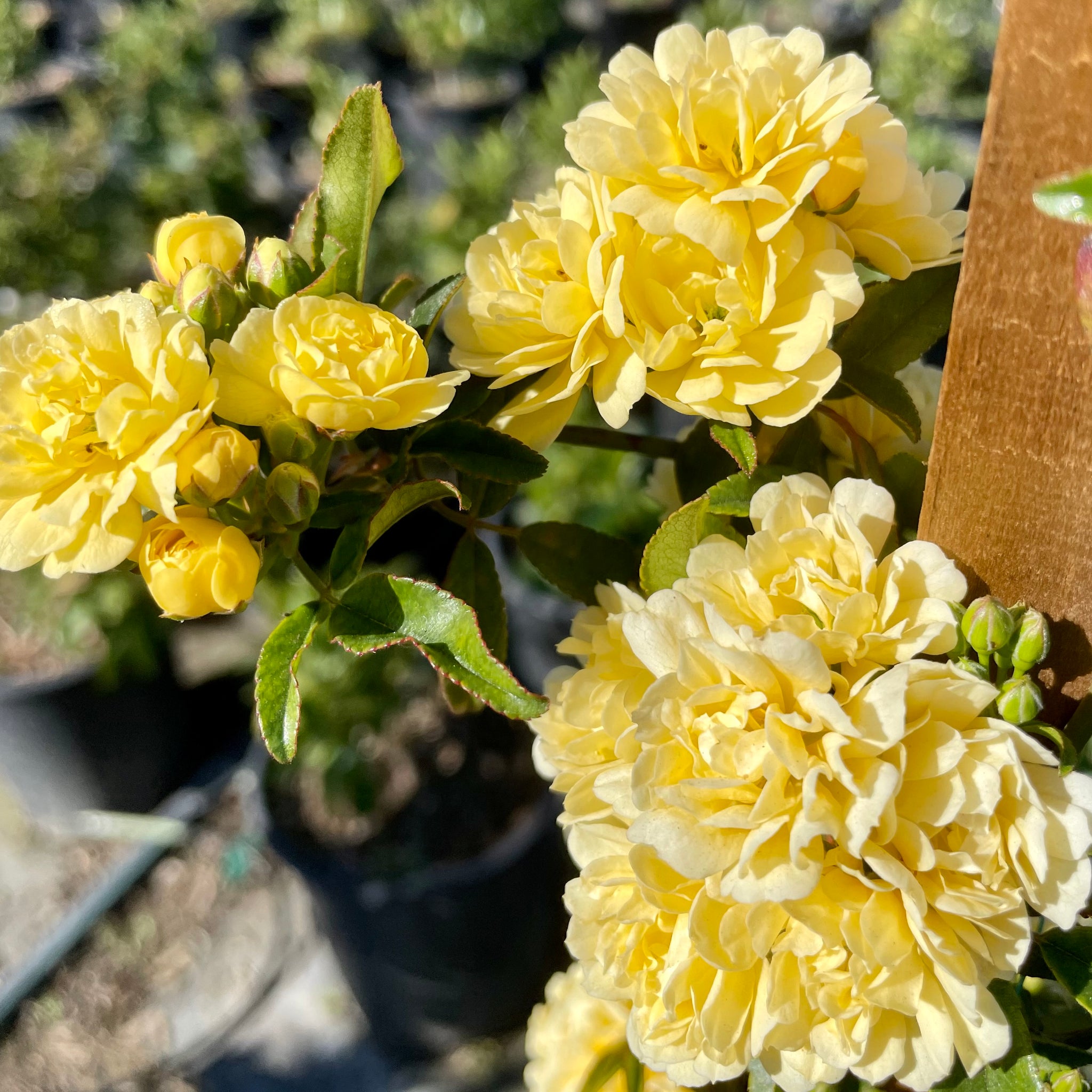 Yellow Lady Banks Climbing Rose | C&J Gardening Center