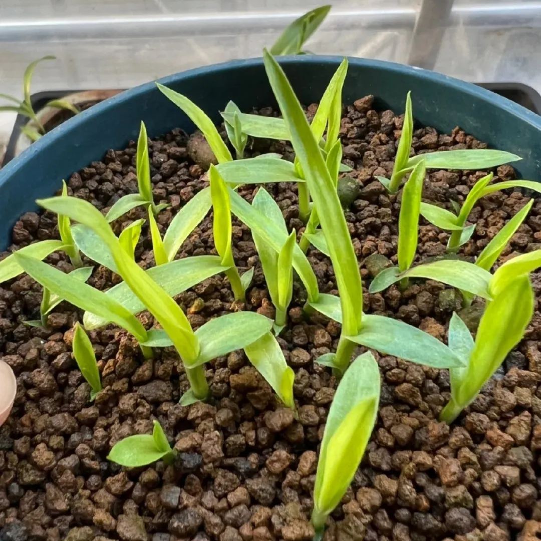 White Crane Orchid (Calanthe triplicata) Flower Seeds