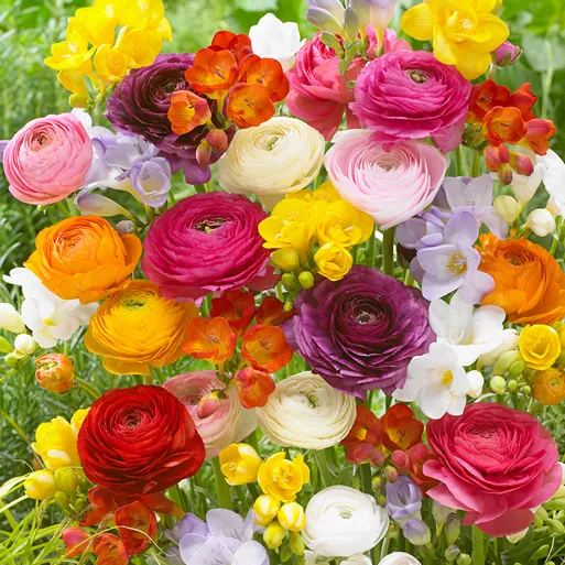 Various Colors-Peonies Seeds