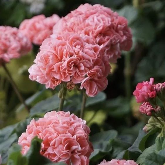 Colorful Apple Blossom Geranium Seeds