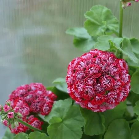 Colorful Apple Blossom Geranium Seeds