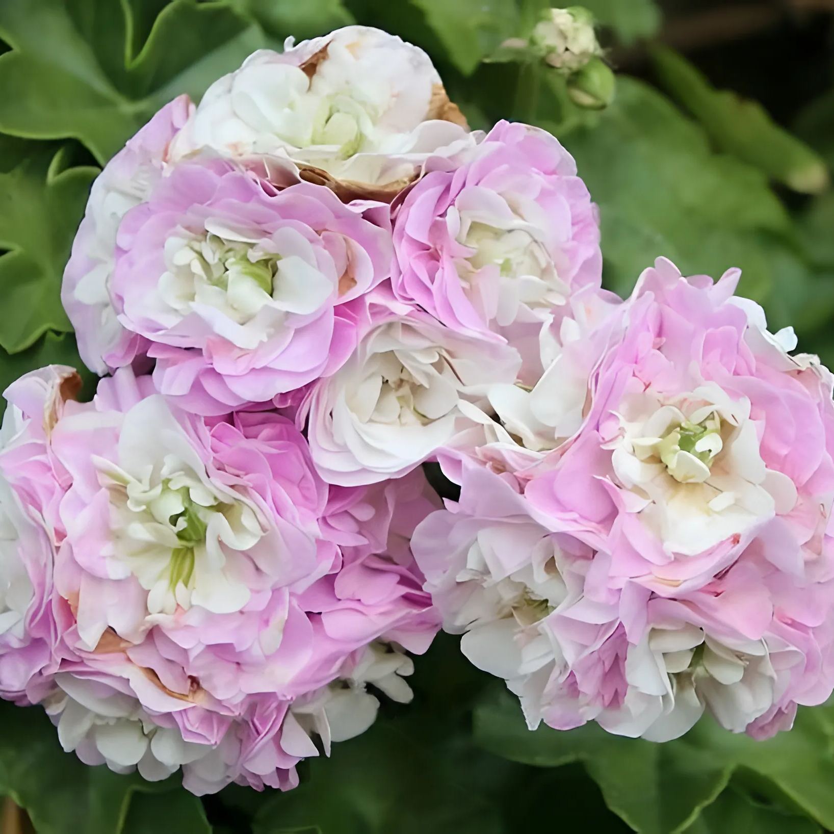 Colorful Apple Blossom Geranium Seeds