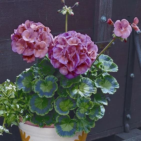 Colorful Apple Blossom Geranium Seeds