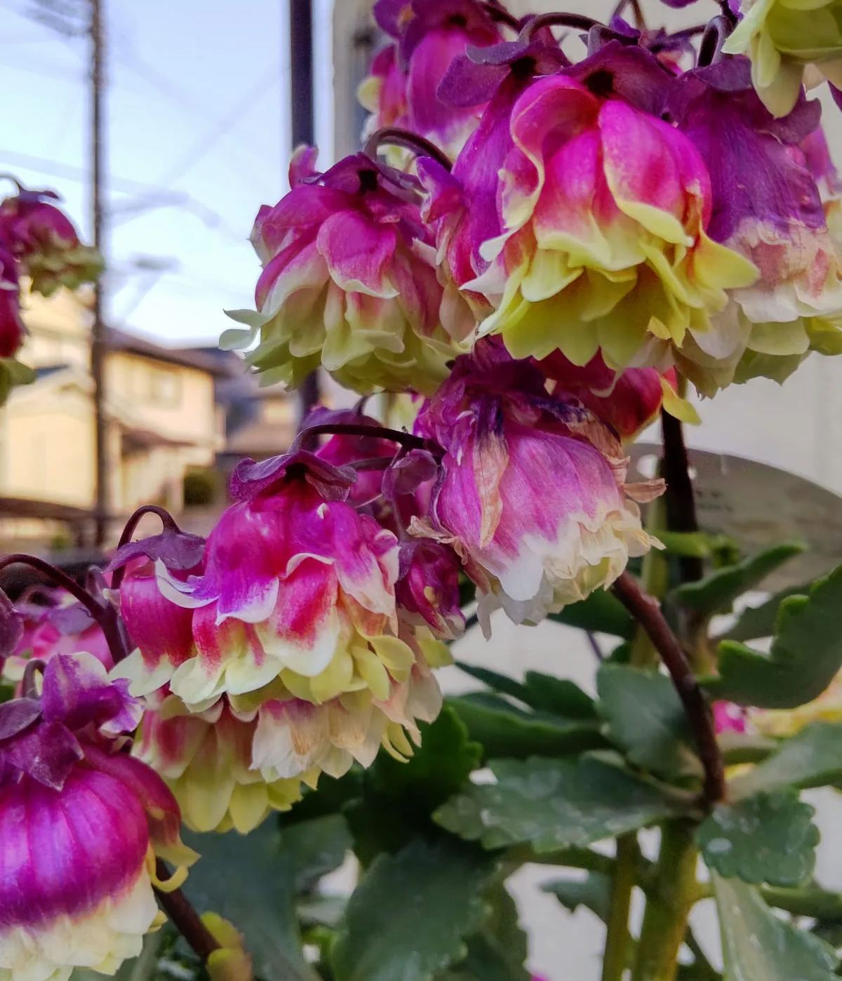 Beach Bells-Kalanchoe manginii Wendy Sunny Balloon