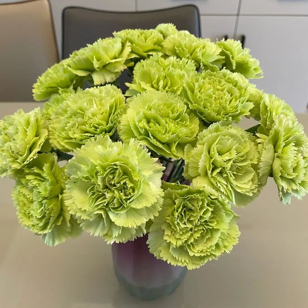 Multicolor Carnation Seeds