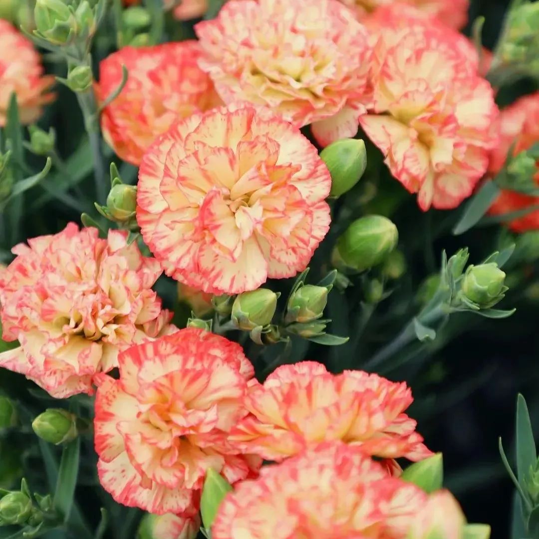 Multicolor Carnation Seeds