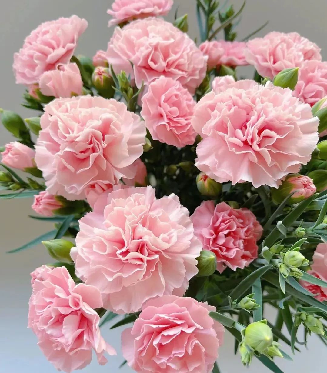 Multicolor Carnation Seeds