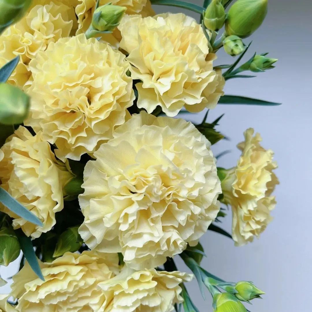 Multicolor Carnation Seeds