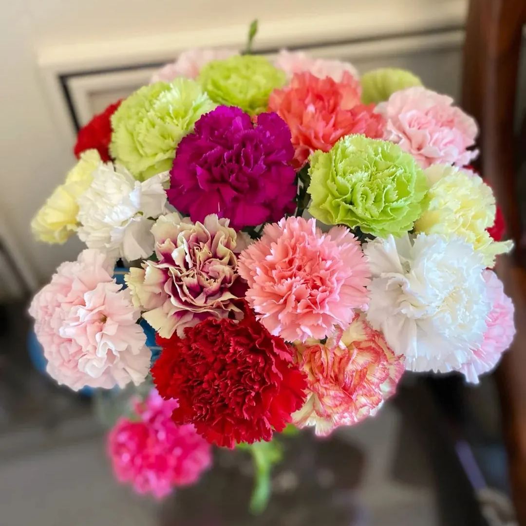 Multicolor Carnation Seeds