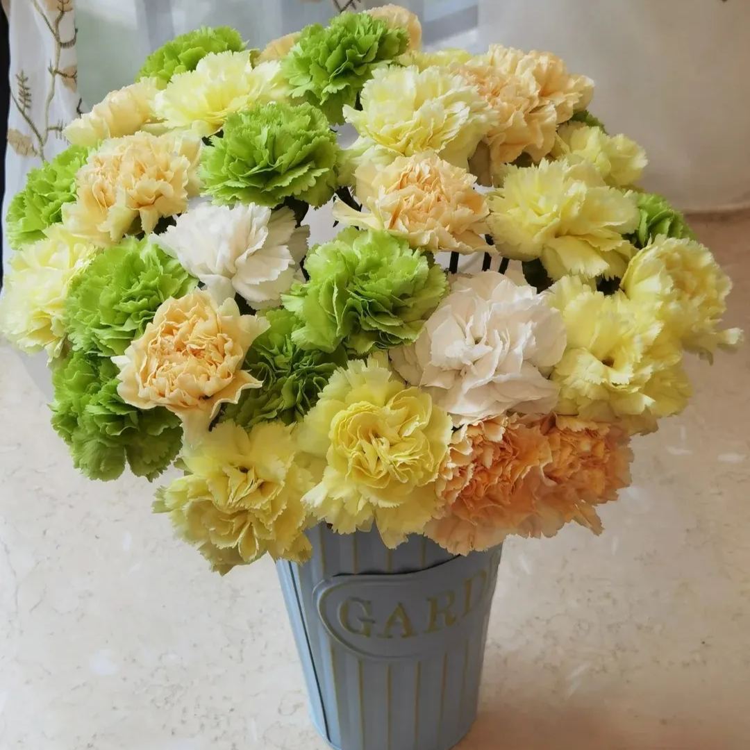 Multicolor Carnation Seeds