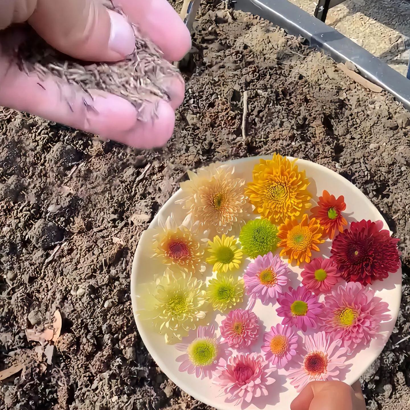 Insect Killers: Pyrethrum Daisy Seeds