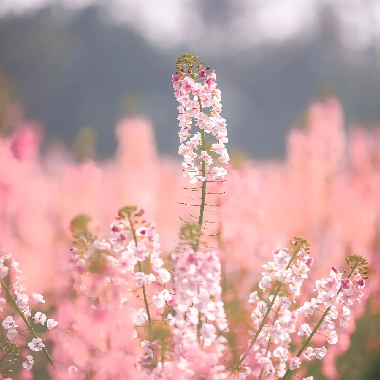 Colorful Rapeseed Flower Seeds