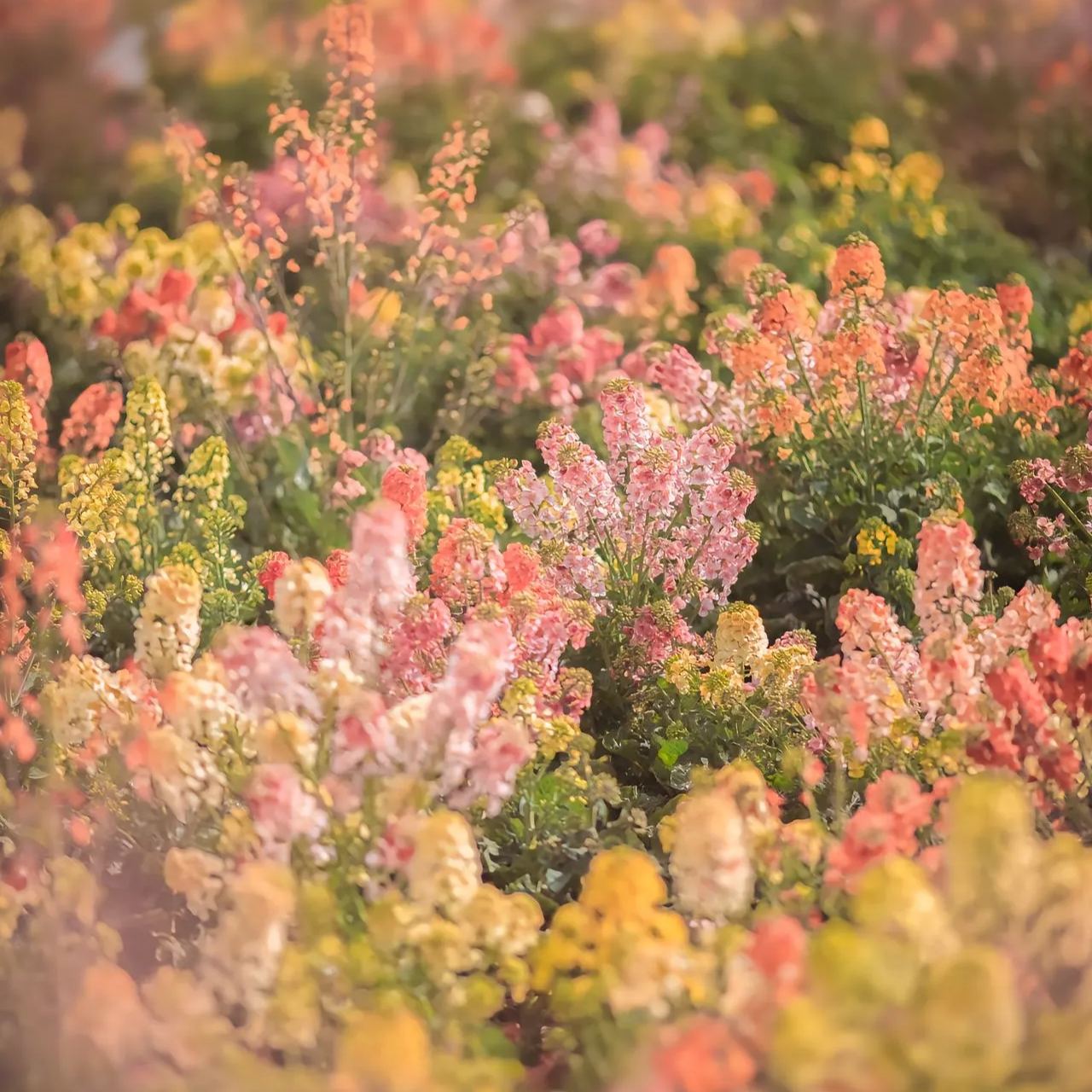 Colorful Rapeseed Flower Seeds