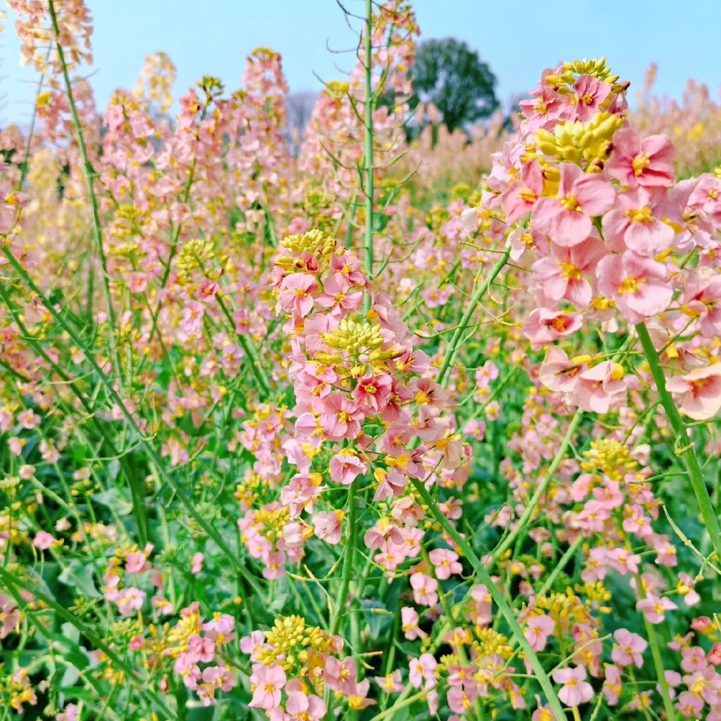 Colorful Rapeseed Flower Seeds