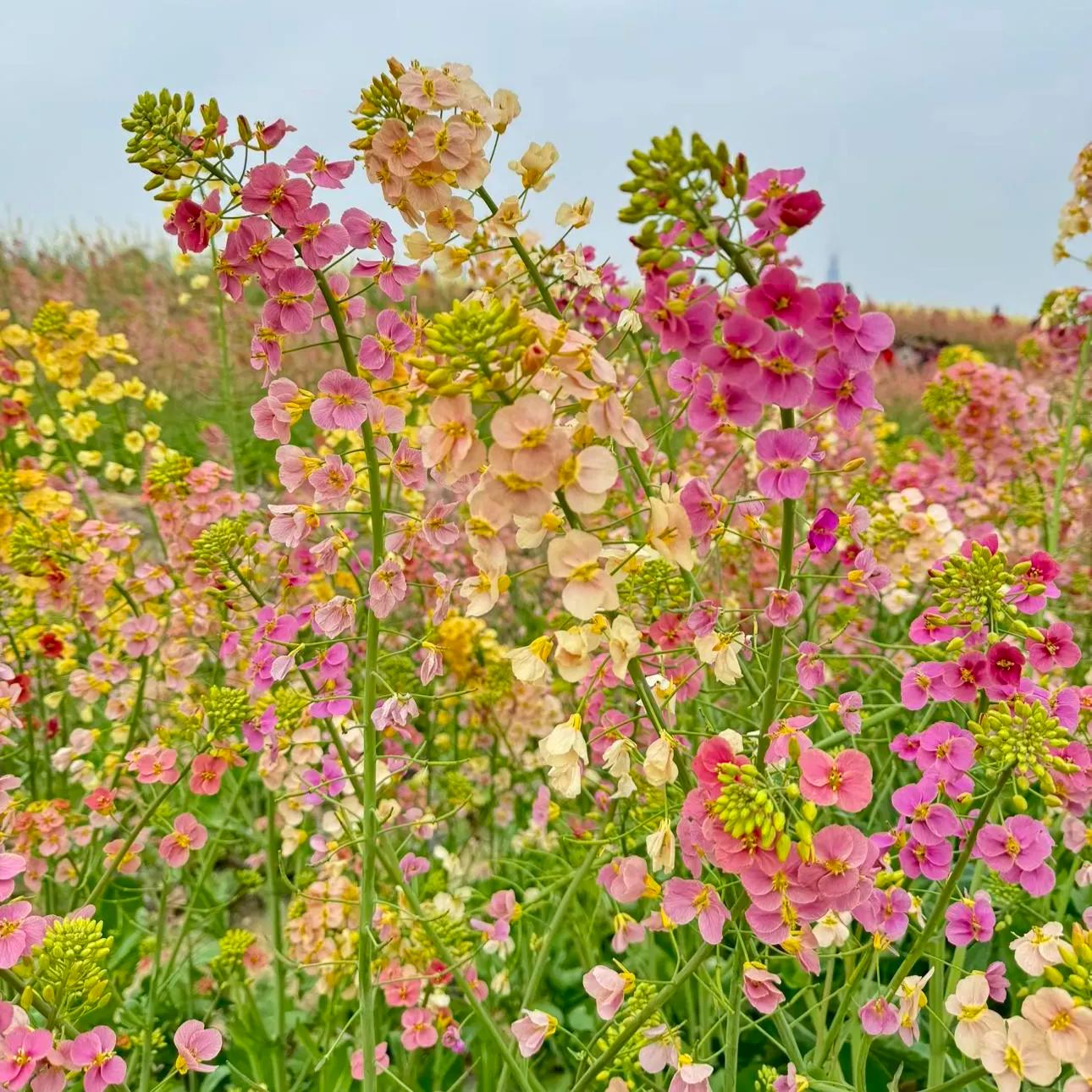 Colorful Rapeseed Flower Seeds
