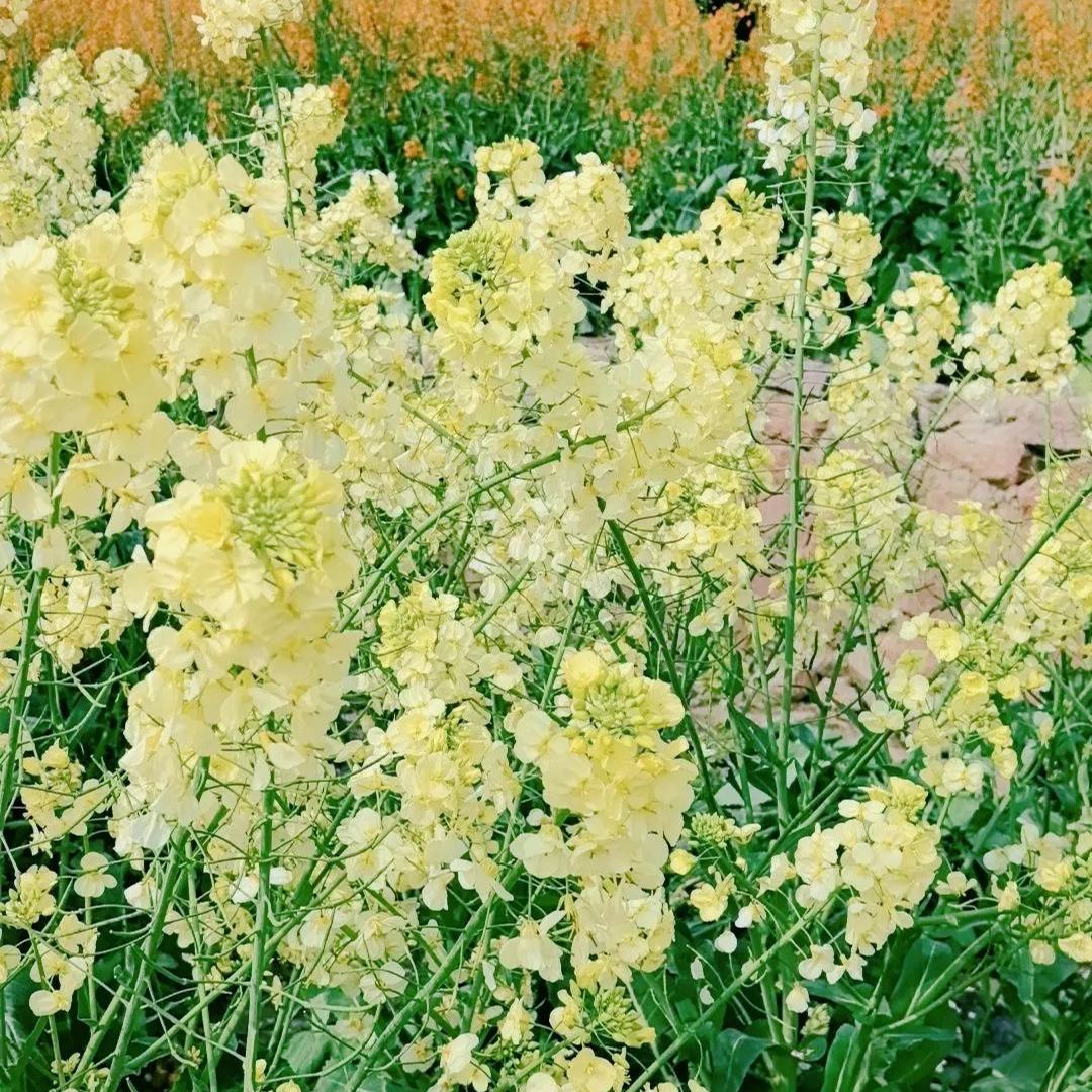 Colorful Rapeseed Flower Seeds